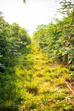 Branches of ripe red juicy blackberry in raspberry self-picking plantation in Czech republic. High quality photo