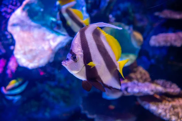 Czarno Biały Motyl Heniochus Lub Dyfreguje Ryby Akwarium Antalya Wysokiej — Zdjęcie stockowe