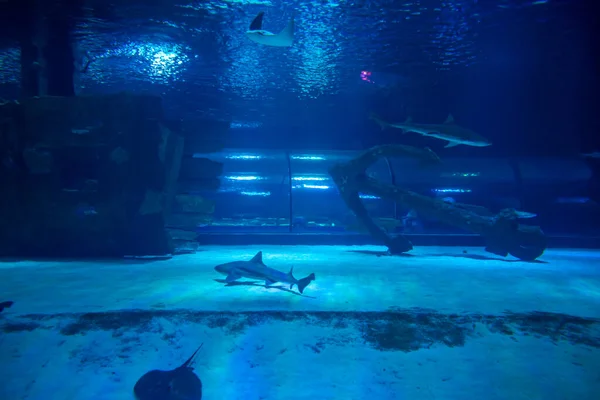 Antalya Turkey September 2022 People Enjoy Underwater View Aquarium Longest — Stock Photo, Image