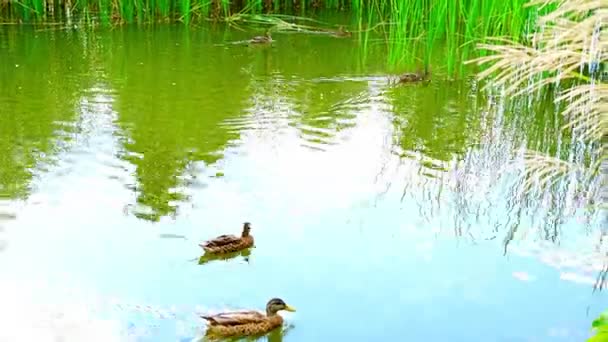 捷克共和国布拉格市中心人造池塘表面上的野鸭 高质量的4K镜头 — 图库视频影像