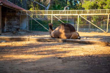 Türkiye 'nin Antalya kentindeki küçük hayvanat bahçesindeki hayvanlar. Yüksek kalite fotoğraf