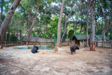 Türkiye 'nin Antalya kentindeki küçük hayvanat bahçesindeki hayvanlar. Yüksek kalite fotoğraf