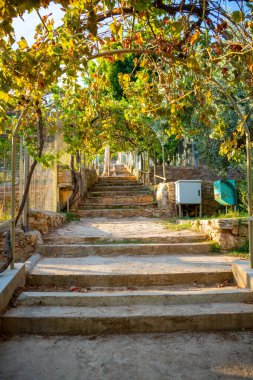 Türkiye 'nin Antalya kentindeki küçük hayvanat bahçesindeki hayvanlar. Yüksek kalite fotoğraf