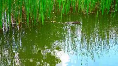 Çek Cumhuriyeti 'nin Prag merkezindeki insan yapımı göletin yüzeyindeki vahşi ördek. Yüksek kalite 4k görüntü