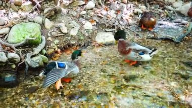 Nehirdeki Tropik restoranlarda ördek. Nehir kıyısında, Türkiye 'nin ormanlarında turistlerin olduğu yerler. Yüksek kalite 4k görüntü
