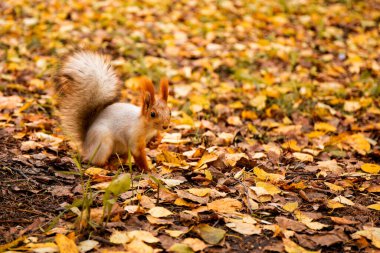  Sonbahar ormanlarında güzel bir sincap tohumları kemirir, metin için fotokopi uzayıyla fotoğraf çeker.