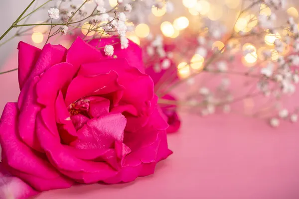 Na stole se zblízka zvedla fuchsie. Růžová růže na růžovém pozadí, kopírovací prostor pro text — Stock fotografie