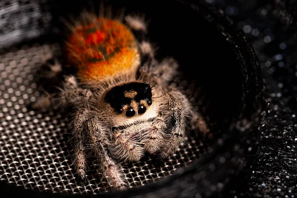 Regal springendes Spinnenweibchen auf dunklem Hintergrund aus nächster Nähe, Makrofotospinne — Stockfoto