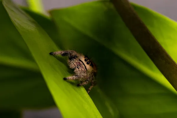 Regal springendes Spinnenweibchen auf dunklem Hintergrund aus nächster Nähe, Makrofotospinne — Stockfoto