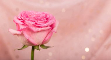 Pastel pembe arka planda pembe bir gül olan bir web sitesi için güzel bir yaz afişi. Metin için boş alan