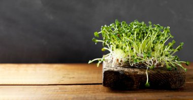 Sprouted radish microgreens on a wooden cutting board, banner for web site with copy space for text. Healthy salad greens