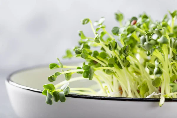 Beyaz bir tabakta taze turp mikroyeşili ve açık gri arka plan yakın plan. Sağlıklı salata yeşillikleri, metin için kopyalama alanı