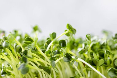 Açık gri arkaplanlı turp mikroyeşili. Sağlıklı salata, yumuşak odaklanın.