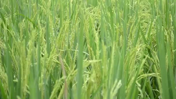 Yeşil Taneli Pirinç Bitkileri Yapraklar Sıcak Bir Yaz Gününde Rüzgarda — Stok video