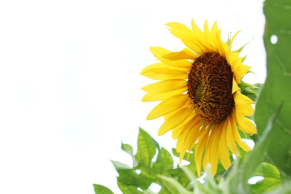 Sunflower Facing Sideways Blooming Yellow Crown Slightly Blowing Wind White — Stock Photo, Image