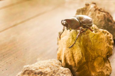 Kahverengi hindistan cevizi palmiye böceği ahşap kaidede kuru kayalarda yürüyor.