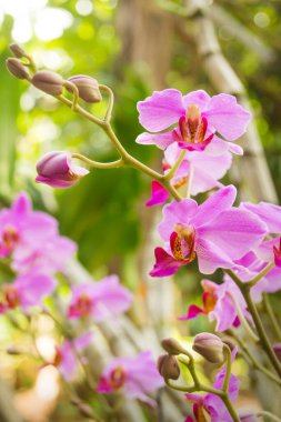 Açık mor orkide çiçeği ve arka planda kökleri olan taç yaprakları.