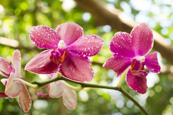 Квіти Червоної Орхідеї Квітучі Короною Білих Плям Одному Стеблі Саду — стокове фото
