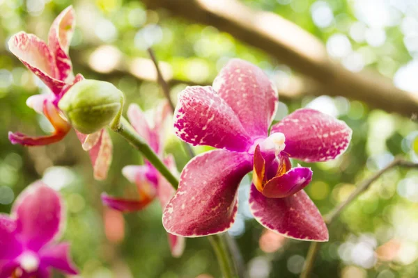 Orquídea Roja Púrpura Con Corona Manchas Blancas Pétalos Verdes Jardín — Foto de Stock