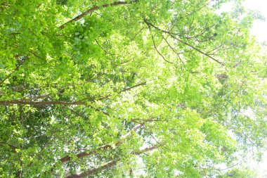 Berrak bir arkaplanda bir sürü ağaç dalı olan yemyeşil yapraklar.