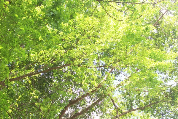 日中は澄んだ空を背景に木の枝に緑の葉 — ストック写真