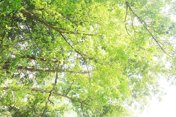 Folhas Verdes Claras Galho Árvore Marrom Contra Fundo Céu Branco — Fotografia de Stock