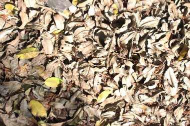 Kuru yapraklar öğleden sonra sarımsı yapraklarla dağılmış.