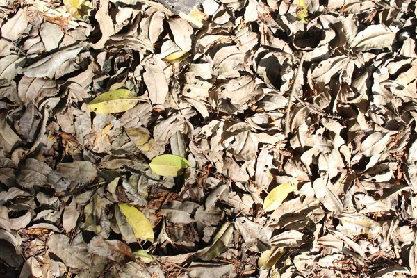 黄色の葉で地面に散在する乾燥した茶色の葉 — ストック写真
