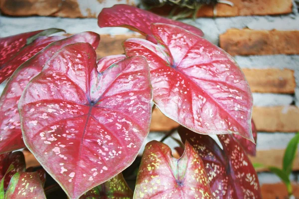 Exotic Red Caladium Ornamental Plant Shiny Red Leaves Brick Wall — Stock Photo, Image