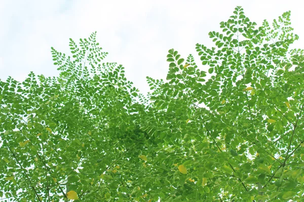 Green Moringa Branches Leaves Bright White Sky Background — Stockfoto
