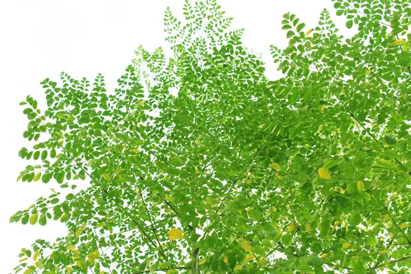 Parlak Beyaz Arkaplanda Yeşil Sarı Moringa Yaprakları — Stok fotoğraf