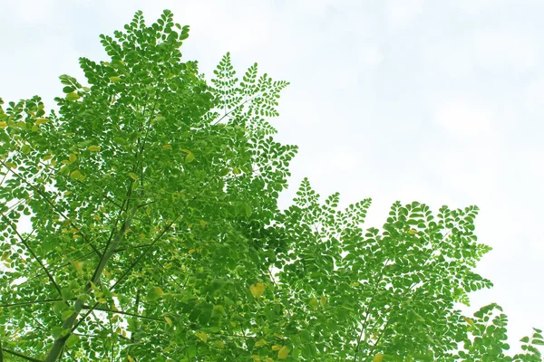 枝のあるモリンガの木と明るい白い空の背景にたくさんの緑の葉 — ストック写真