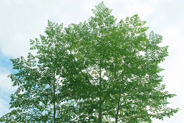 白い曇天の背景に緑の葉で高くそびえるモリンガの木 — ストック写真