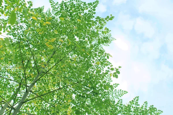 Дерево Морінга Невеликими Слабкими Гілками Щільним Листям Фоні Хмарного Неба — стокове фото