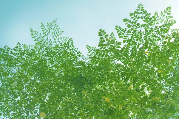 曇った午後に緑のモリンガの木の葉を持つ小枝 — ストック写真