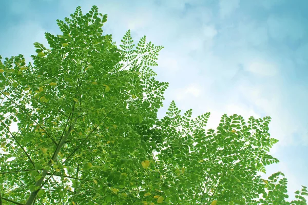 Moringa Levelek Lóg Felé Egy Felhős Türkiz Háttér — Stock Fotó