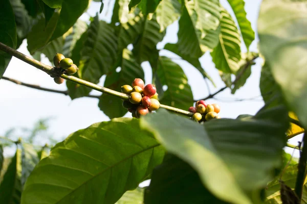 Gedeeltelijk Rijpe Koffiekersen Rood Geel Takje Met Wazig Groene Bladeren — Stockfoto