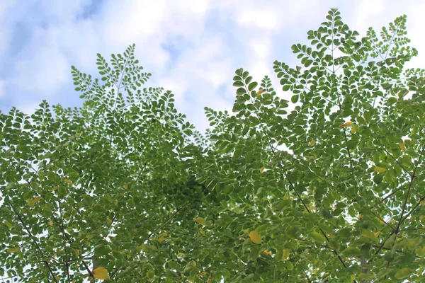 Yeşil Moringa Yaprakları Beyaz Bulutlu Mavi Gökyüzü Arka Planına Sahip — Stok fotoğraf