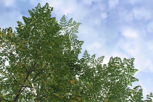 Moringa Φυτό Πανύψηλους Μίσχους Και Κλαδιά Ένα Θολό Λευκό Μπλε — Φωτογραφία Αρχείου