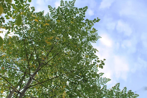 Moringa Bitkisi Bulutlu Bir Arka Plana Karşı Sağlığa Birçok Faydası — Stok fotoğraf