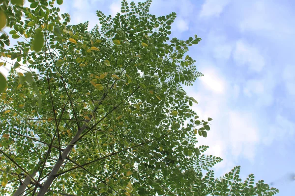 Moringa Rostlina Superfood Mnoha Zdravotních Přínosů Proti Zakalené Obloze Pozadí — Stock fotografie