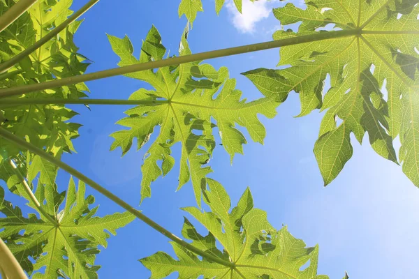 Papaya Stems Leaves Sideways Background Blue Sky Morning — Stock fotografie