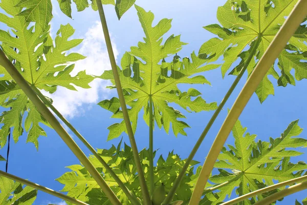 Underside Papaya Stems Leaves Blue Sky Morning — Stock fotografie