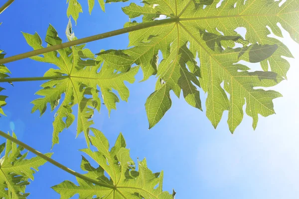 Zelená Papája Stonky Listy Proti Modré Obloze Dopoledních Hodinách — Stock fotografie