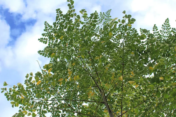 Moringa Κλαδιά Κρέμονται Ψηλά Πολλά Κίτρινα Φύλλα Ξηρή Εποχή Θολό — Φωτογραφία Αρχείου