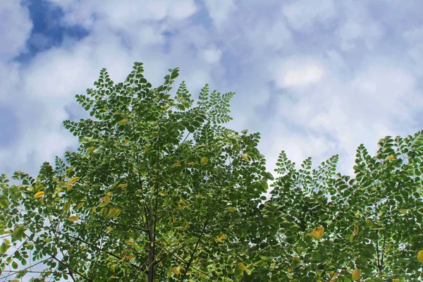 Ένα Παλιό Φυτό Moringa Πολλά Κίτρινα Φύλλα Ενάντια Ένα Μπλε — Φωτογραφία Αρχείου