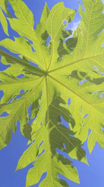 Papaya sabah mavi gökyüzünün altında saplarıyla ayrılır.