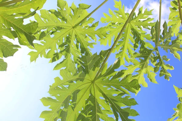 Seen Pawpaw Leaves Shining Blue Sky Background — Foto Stock