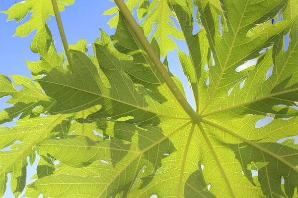 bottom view of papaya leaves with dewy stems in the morning against a blue sky background