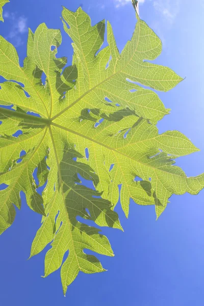 Tropical Papaya Leaf Background Blue Sky Morning — Stock Fotó